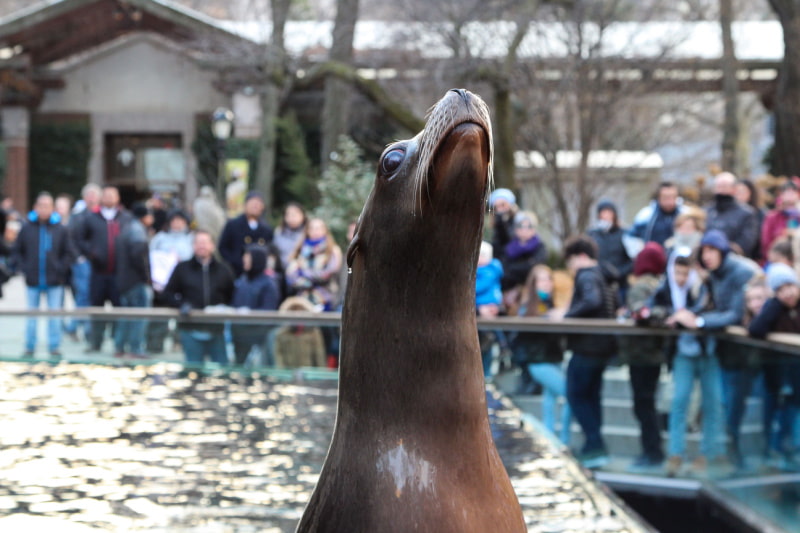a sea lion sticks his head up in front of a crowd at the central park zoo