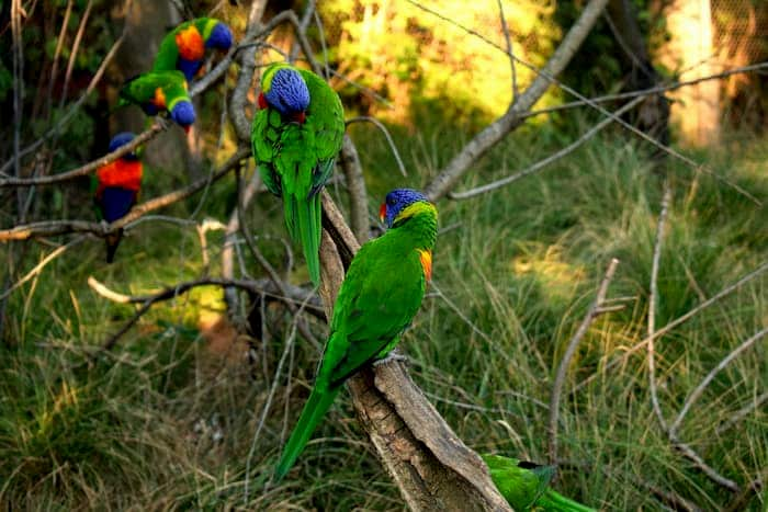 two bright green birds preen themselves at the denver zoo