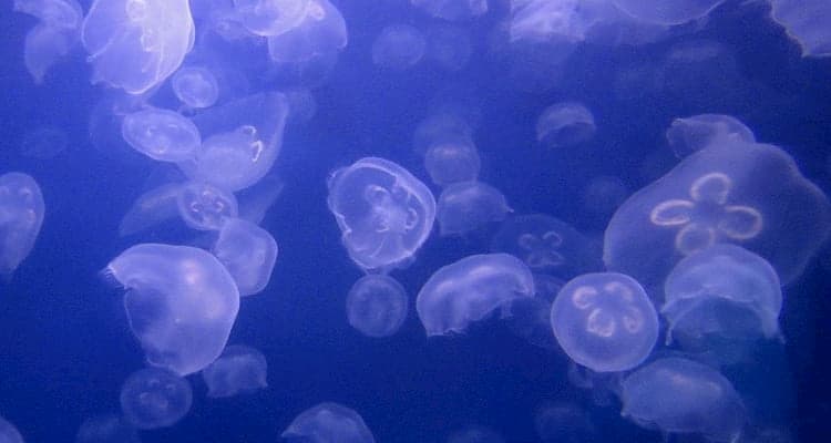 Jellyfish at Denver Aquarium