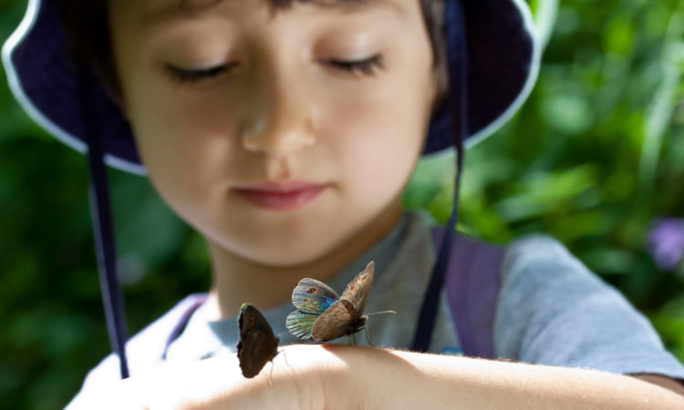 up close image of child with two butterflies on his hand