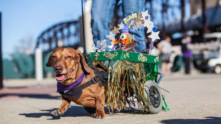 a dog in a costume at a New Orleans Mardi Gras parade