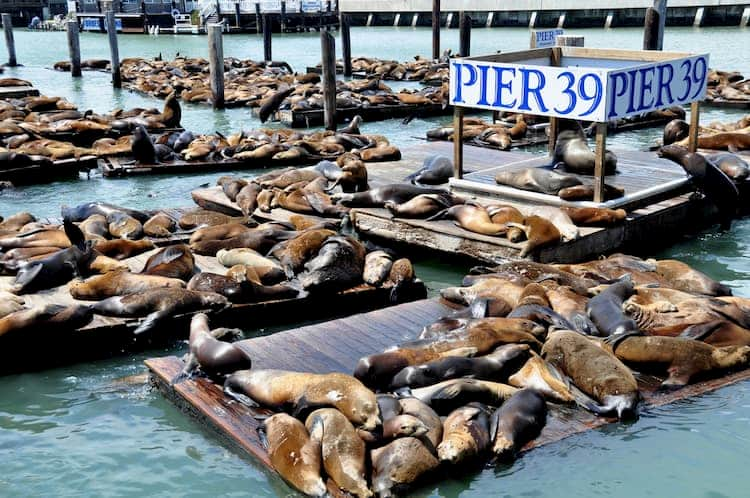 Seals sunbathing in Pier 39, San Francisco