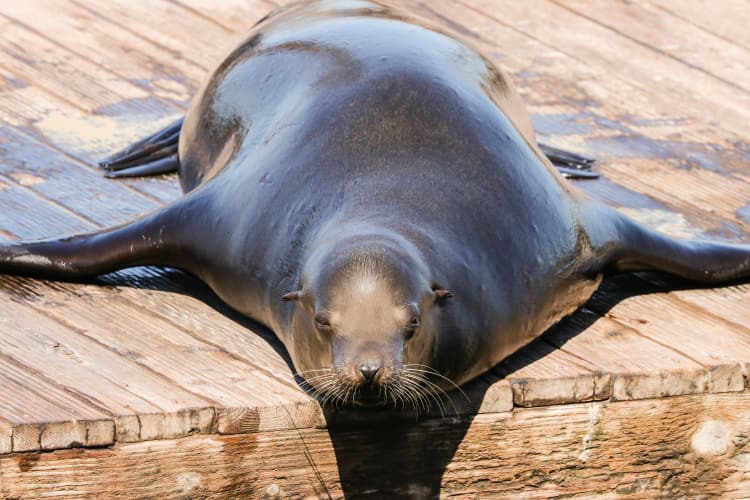 a sea lion rests on the dock of san francisco's pier 39