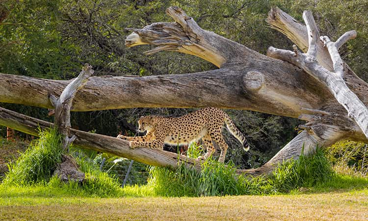 Cheetah at the San Diego Zoo Safari Park