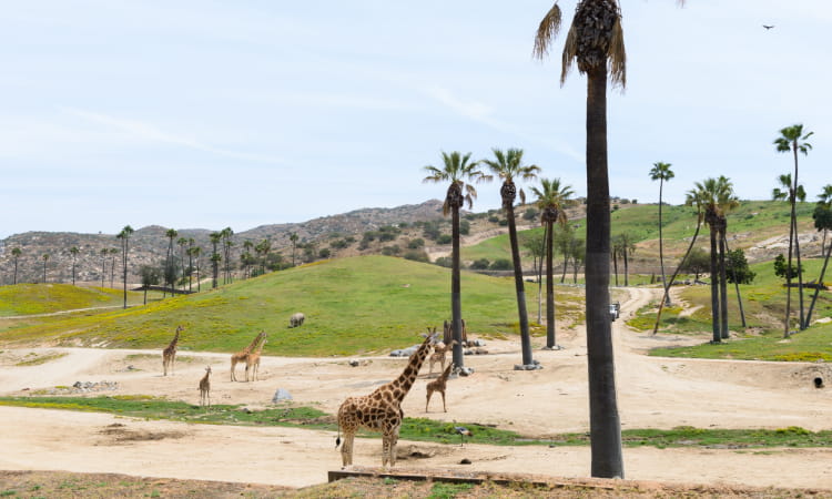 a wide view of the san diego zoo safari park with giraffes 