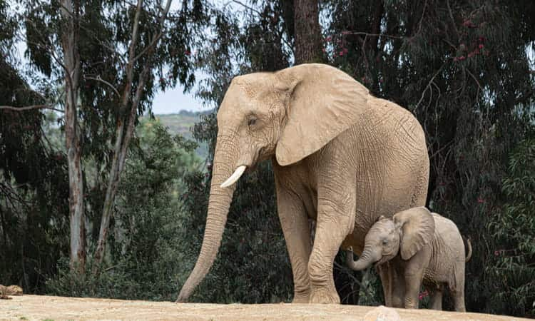 Mother elephant and her calf at the San Diego Zoo Safari Park