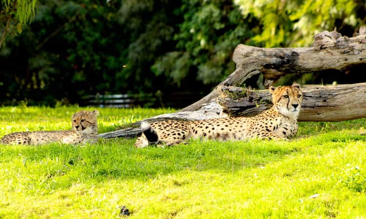 Cheetah mother and her cub at the San Diego Zoo Safari Park