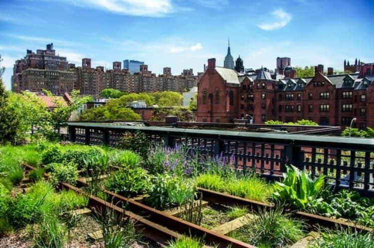 Flowers growing on The High Line