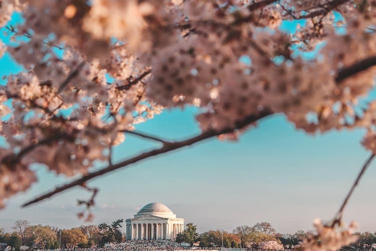 a view of the Jefferson Memorial through the cherry blossoms