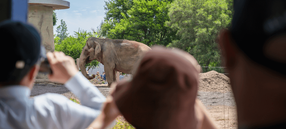 an elephant at the san diego zoo