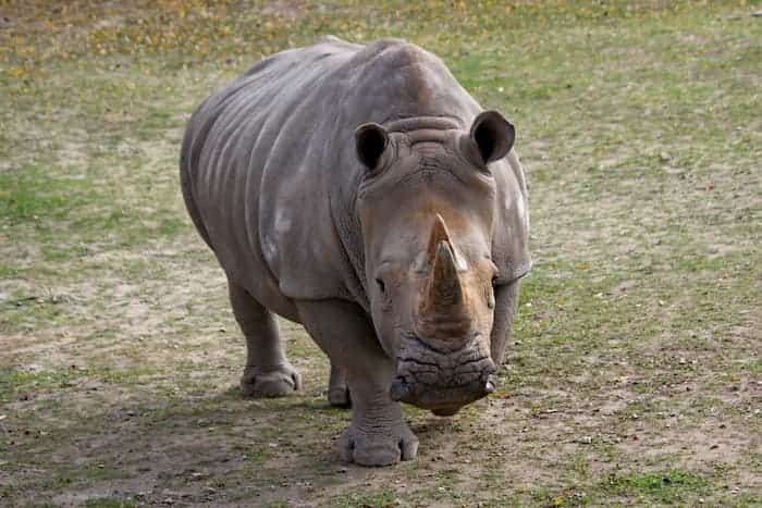 a rhinocerous walks at the denver zoo
