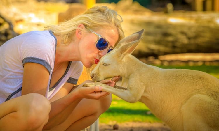 Woman kissing a kangaroo on the head at the zoo