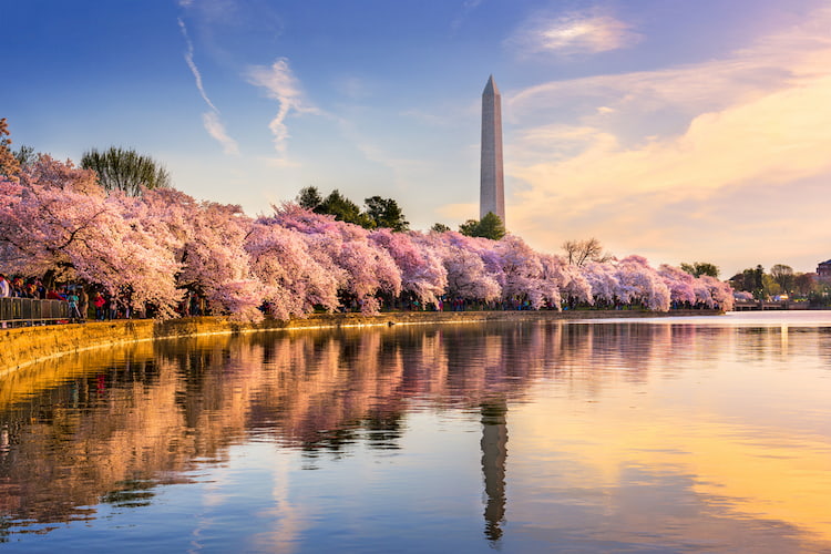 Washington DC, USA at the tidal basin with Washington Monument in spring season