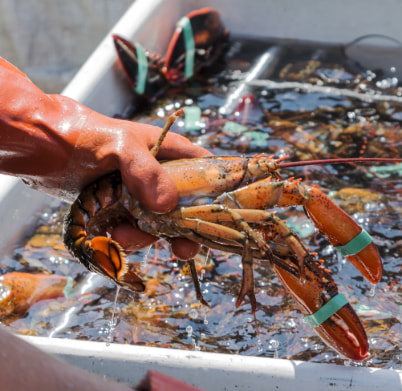 Maine Lobster Festival 